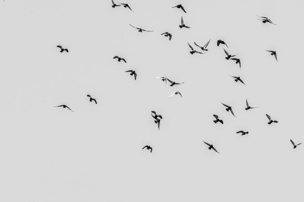 Muerte en crucero reabre interrogantes sobre virus en zona de aves&nbsp;raras