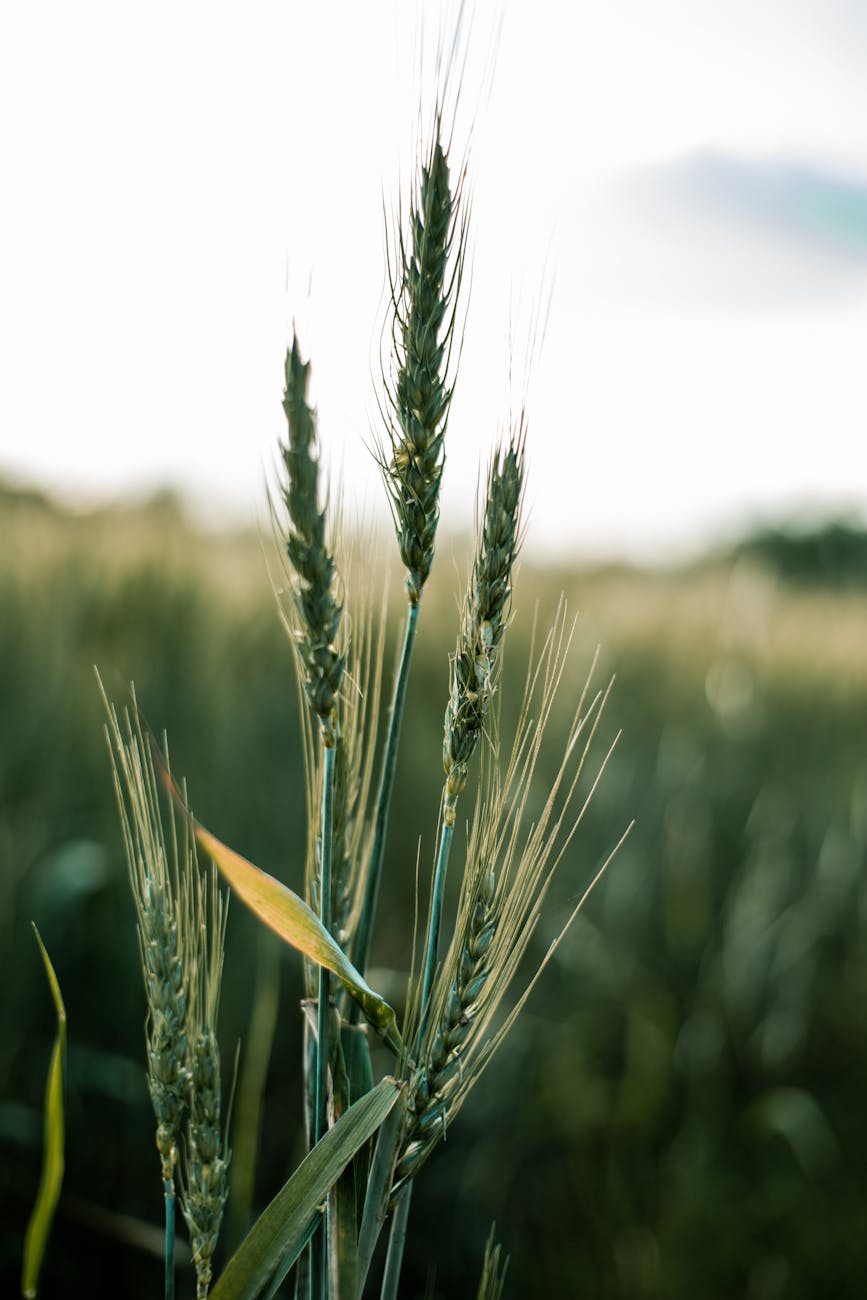 Disminuiría en 180 mil hectáreas la siembra de cereales de invierno&nbsp;2026/27