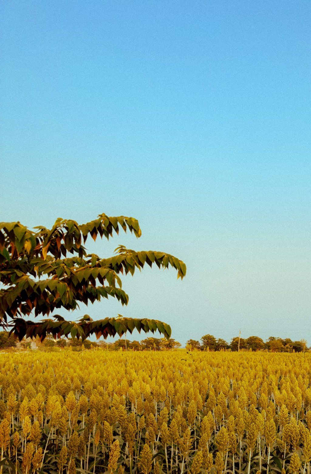 Molinos Agro: ganancias triplicadas por cosecha récord y políticas de Gobierno