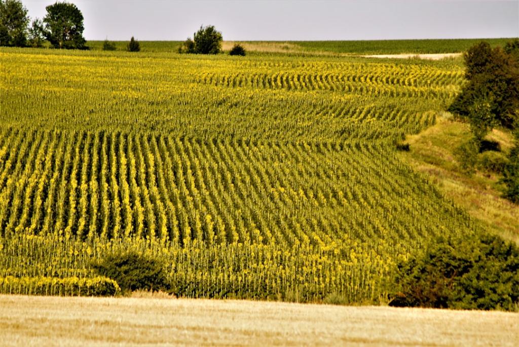 Authence: nueva molécula herbicida de Syngenta ya disponible en Argentina