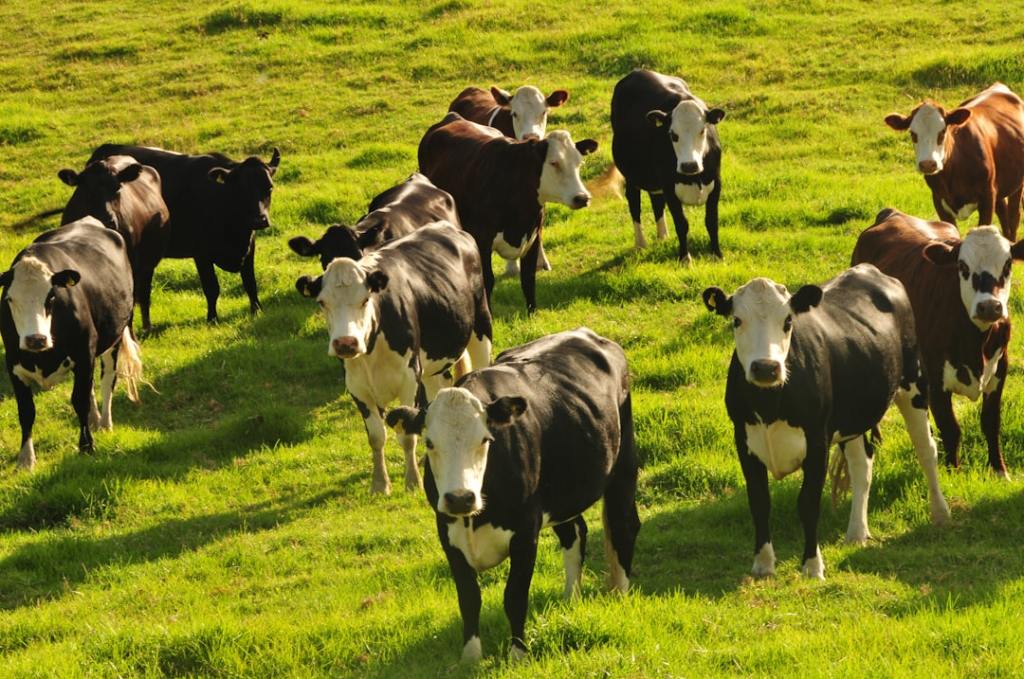 Porcicultura marca hito: aumentó 11% en comparación interanual
