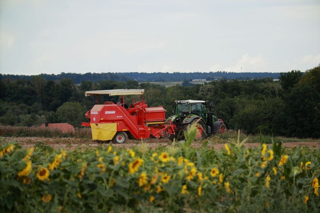 Hibridos mejorados: Zeta Semillas se posiciona en mercado&nbsp;girasolero