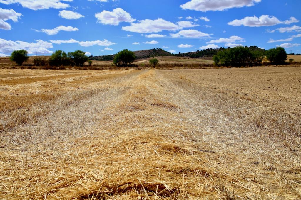 Agroindustria en alza: US$ 22.000 millones exportados en cinco&nbsp;meses