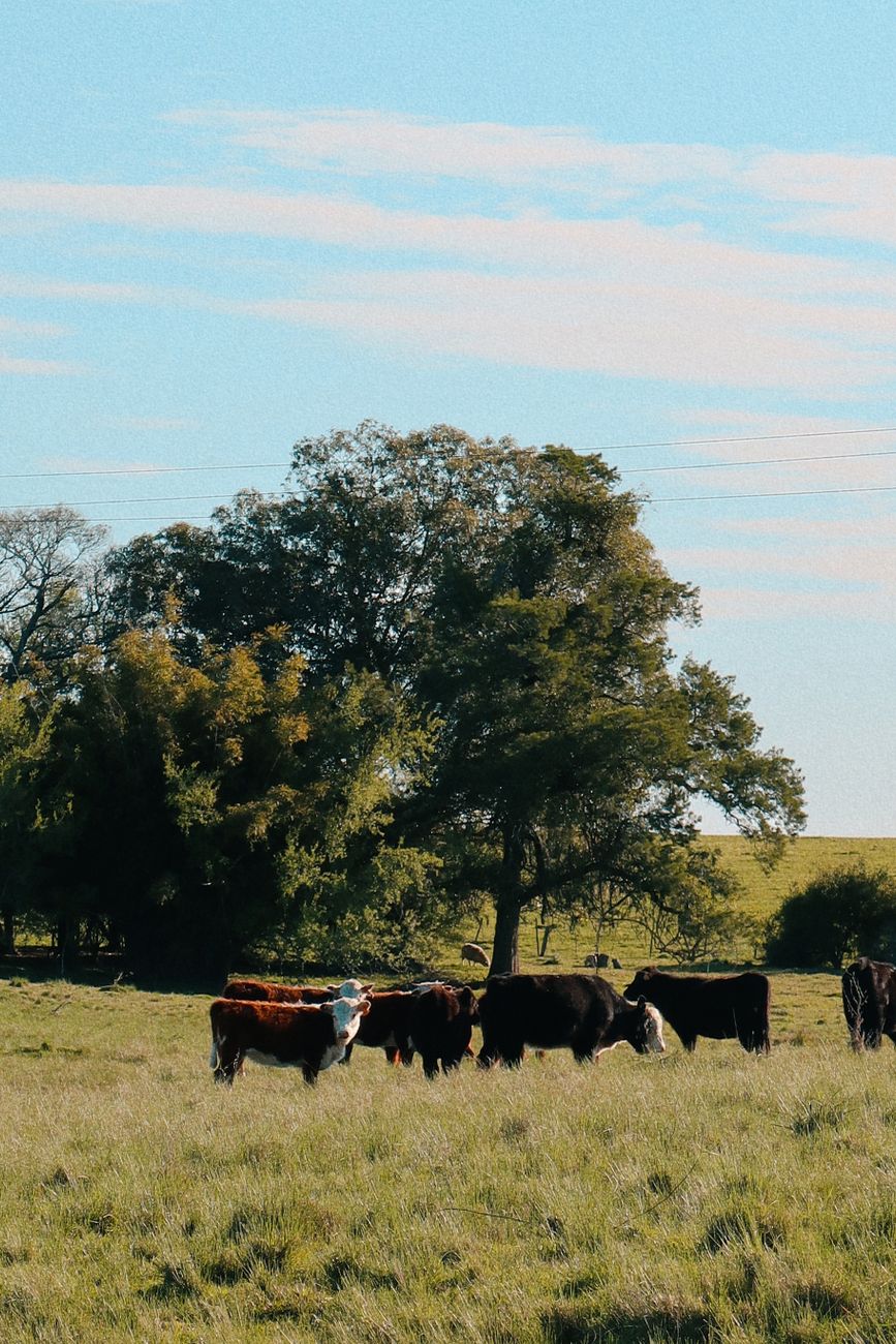 Ganadería: Argentina hacia la producción de bovinos más&nbsp;voluminosos