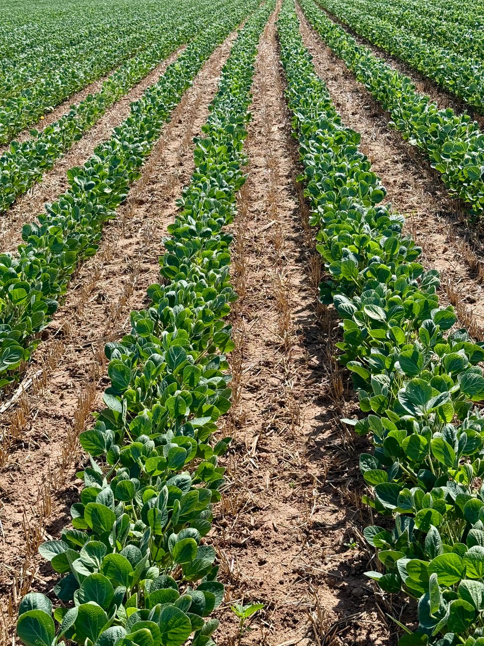 Oportunidad de crecimiento para el aceite de soja vía&nbsp;biodiésel