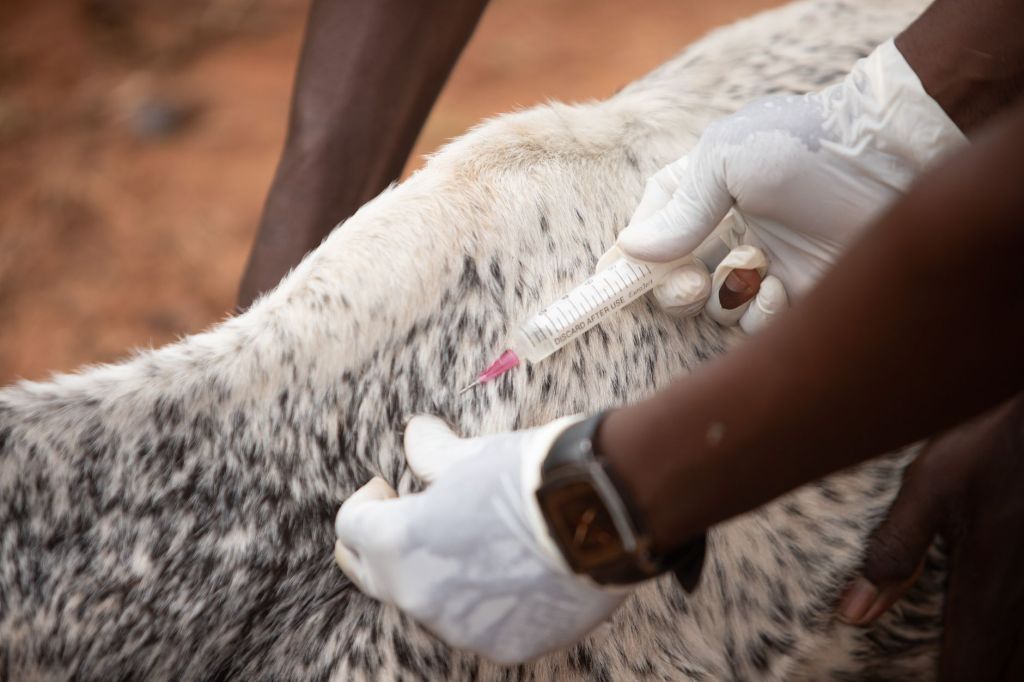 Productores podran elegir veterinario privado para vacunar contra la aftosa